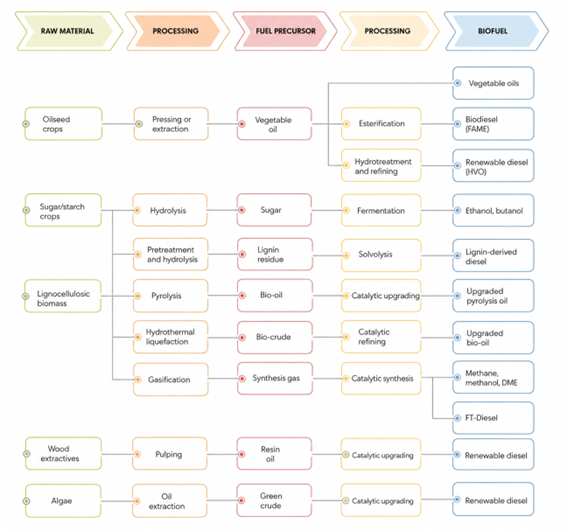 Different conversion pathways for raw materials into biofuels, including conventional and advanced biofuels
